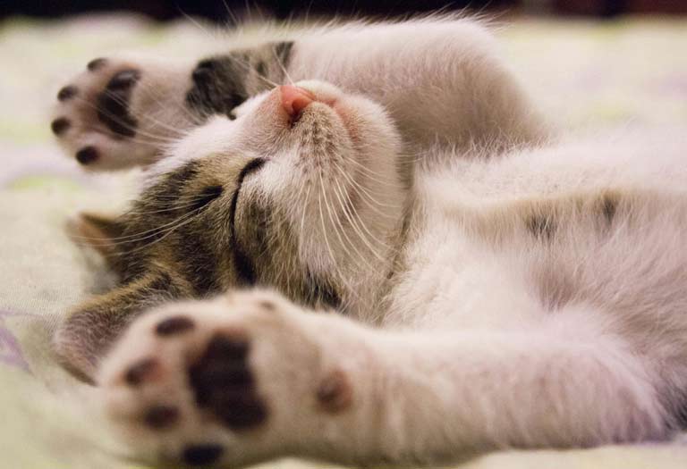 cat toe tufy treatment