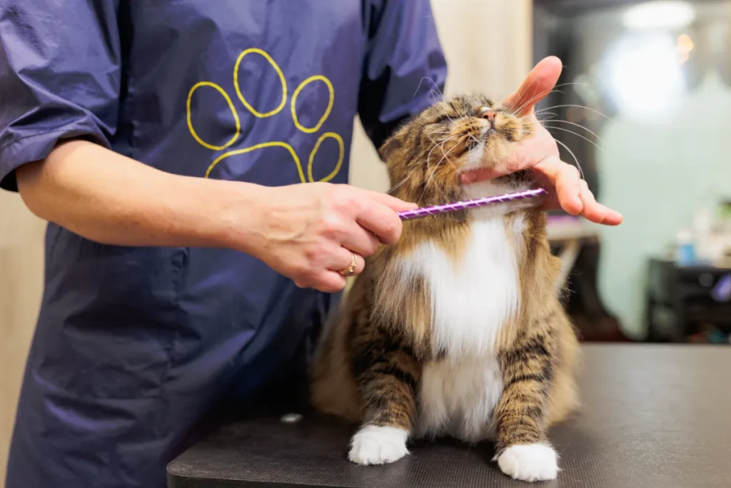 A tabby cat having its coat gently combed
