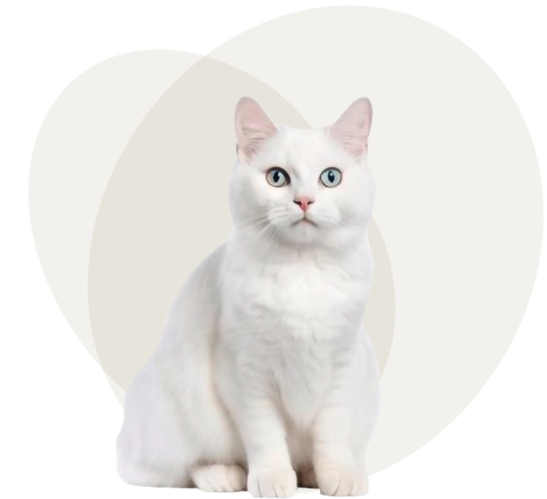 Mobile Cat Grooming services available in Mid Wales and North Wales