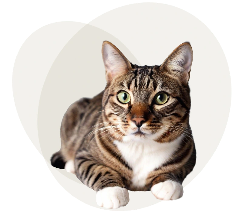 Cat Grooming in Mid Wales and North Wales