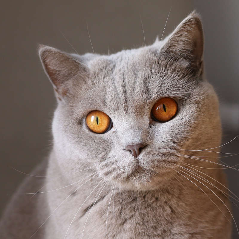 dry grooming of cat