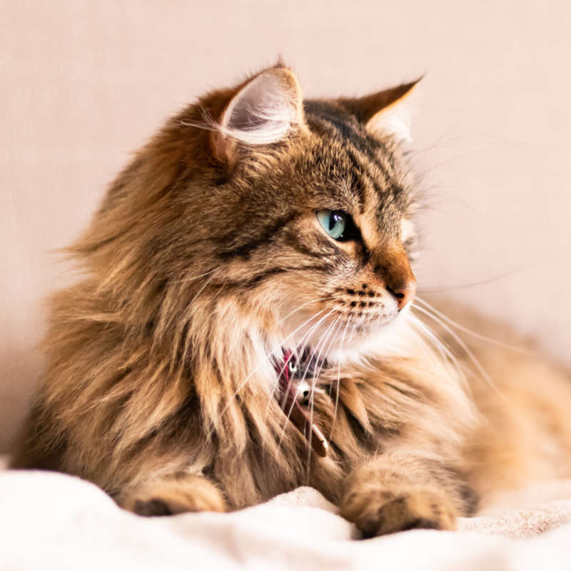 teddy cut for cats