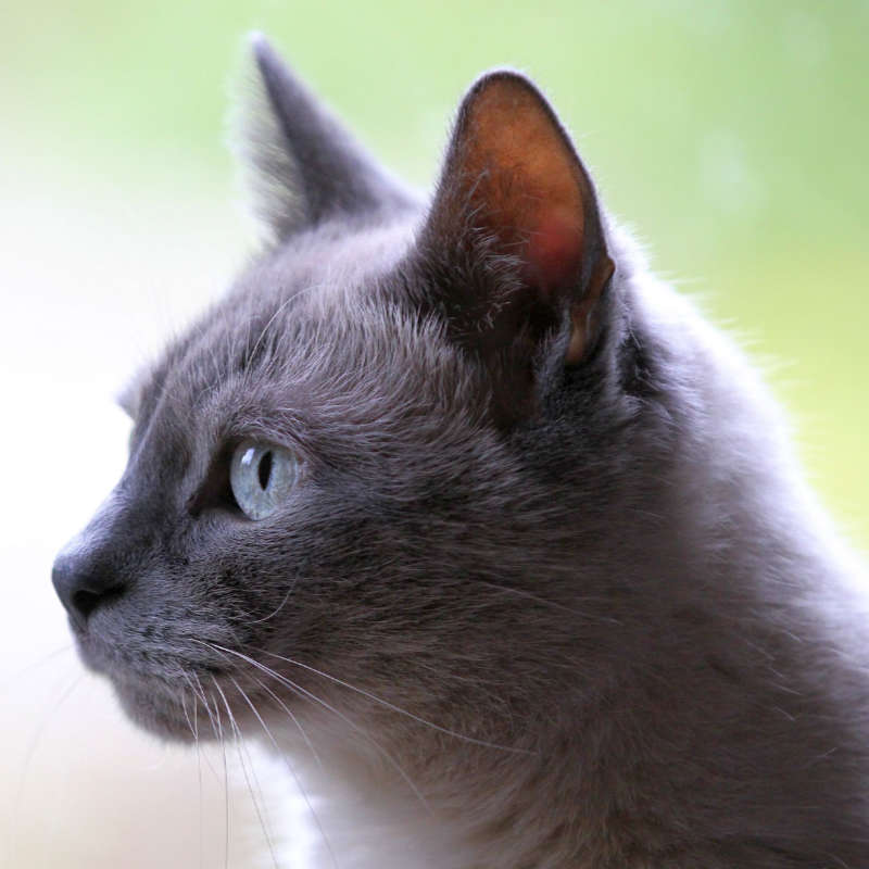 lion cut full clip cat grroming