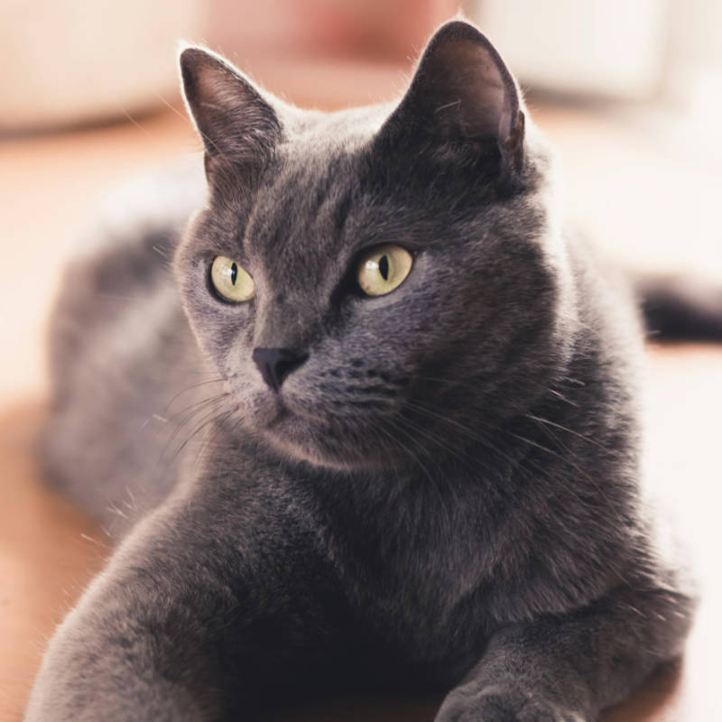 sanitary and hygiene trim for cats
