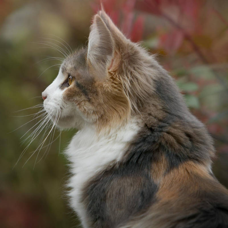 pelt removal cat grooming