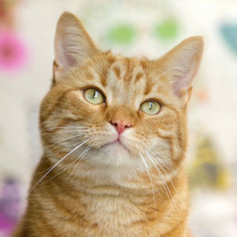 tummy trim at mobile grooming for cats